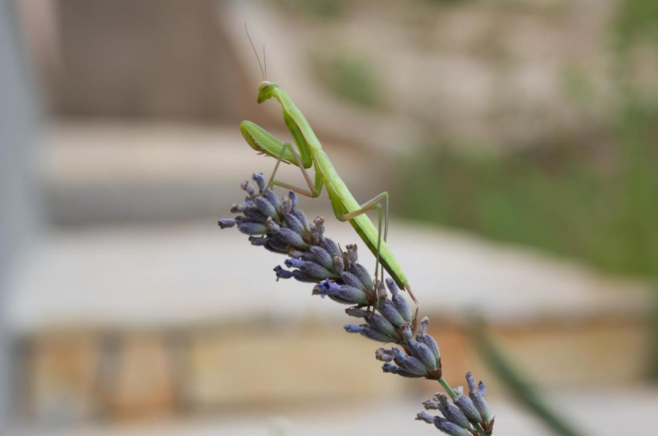 Appartamento Milica Garden Prvic Sepurine Esterno foto